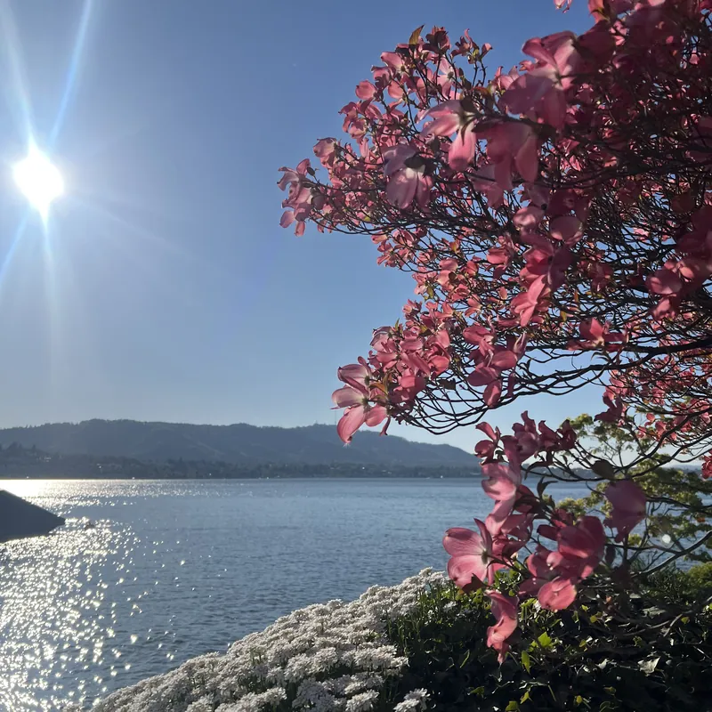 Swiss lake view with pink blossom